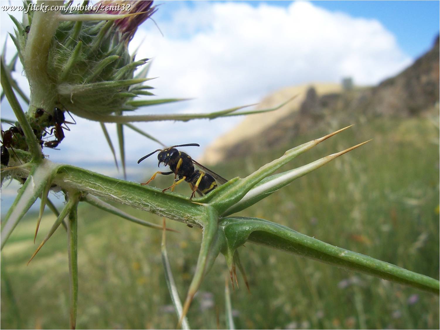 Vespidae Eumeninae, probabile Ancistrocerus sp.